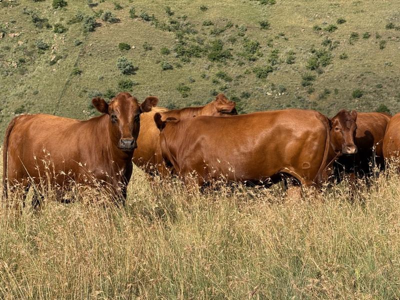 0 Bedroom Property for Sale in Fouriesburg Free State